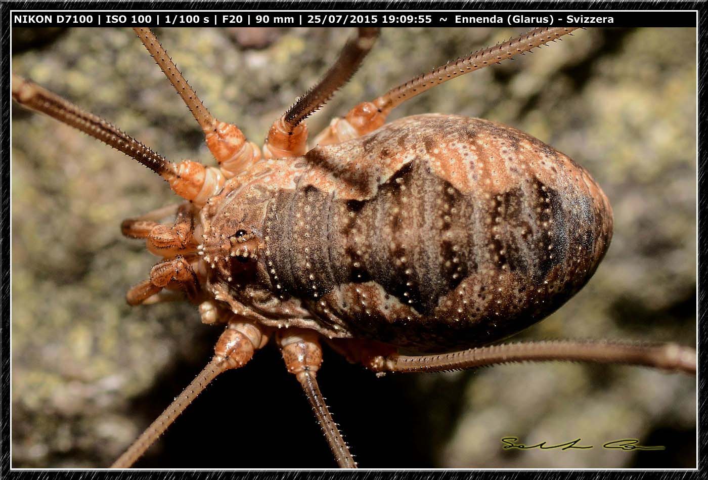 Phalangium cfr. opilio -  Ennenda (Svizzera)